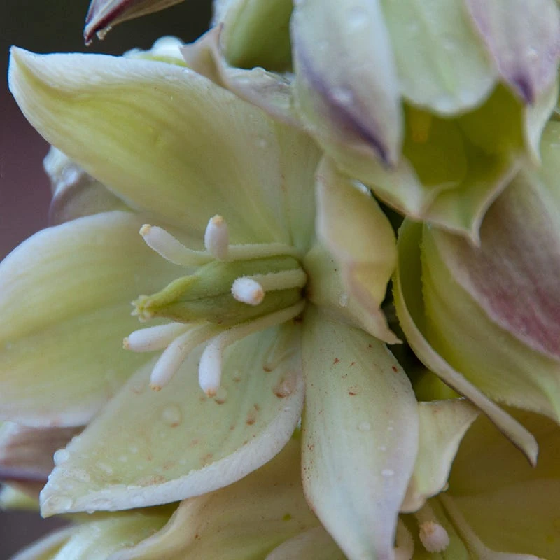 Narrowleaf Yucca 2 Narrowleaf Yucca - Image 2