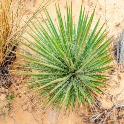 Narrowleaf Yucca 5 Narrowleaf Yucca -High Country Gardens Store narrowleaf yucca sq