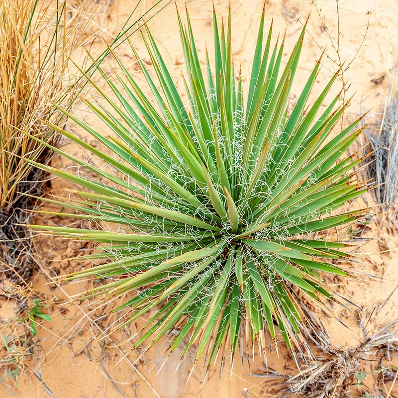 Narrowleaf Yucca 3 Narrowleaf Yucca - Image 3