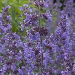 Summer Showstopper Pre-Planned Garden -High Country Gardens Store nepeta walker s low blue purple 1