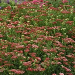New Vintage™ Red Yarrow 5 New Vintage™ Red Yarrow -High Country Gardens Store new vintage red yarrow 1