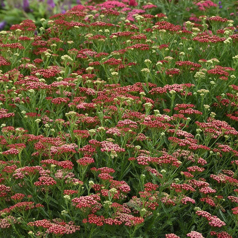 New Vintage™ Red Yarrow 2 New Vintage™ Red Yarrow - Image 2