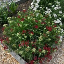 New Vintage™ Red Yarrow 6 New Vintage™ Red Yarrow -High Country Gardens Store new vintage red yarrow 2