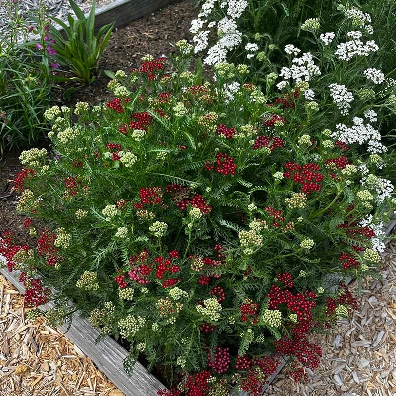 New Vintage™ Red Yarrow 3 New Vintage™ Red Yarrow - Image 3