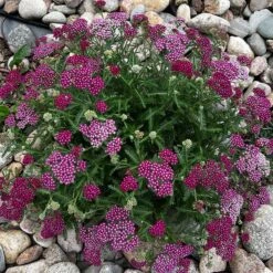 New Vintage™ Red Yarrow 7 New Vintage™ Red Yarrow -High Country Gardens Store new vintage red yarrow 3