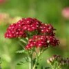 New Vintage™ Red Yarrow -High Country Gardens Store new vintage red yarrow achillea 4