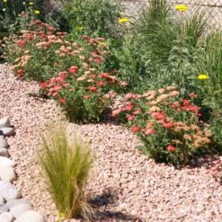 Butterfly Paradise Pre-Planned Cottage Garden -High Country Gardens Store new vintage red yarrow sq