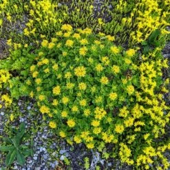 Orange Stonecrop -High Country Gardens Store orange stonecrop 4