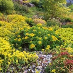 Orange Stonecrop -High Country Gardens Store orange stonecrop 5