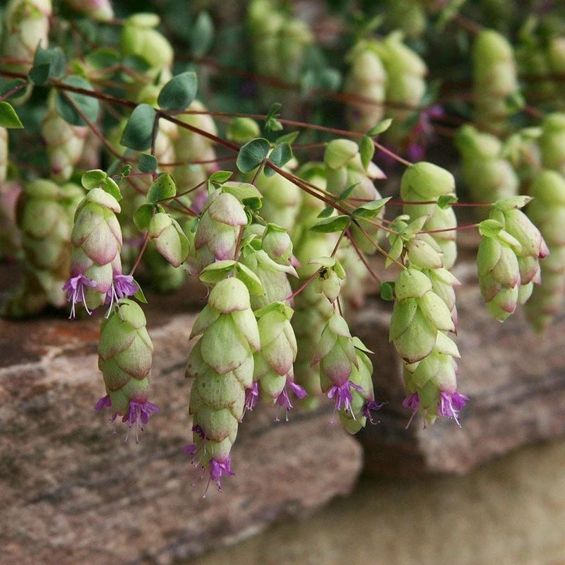 Cascading Hopflower Oregano 3 Cascading Hopflower Oregano - Image 3