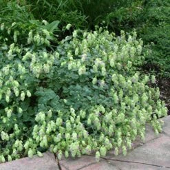 Cascading Hopflower Oregano 9 Cascading Hopflower Oregano -High Country Gardens Store origanum libanoticum pat hayward cropped