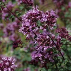 August Afternoons Pre-Planned Garden -High Country Gardens Store origanum rotkugel