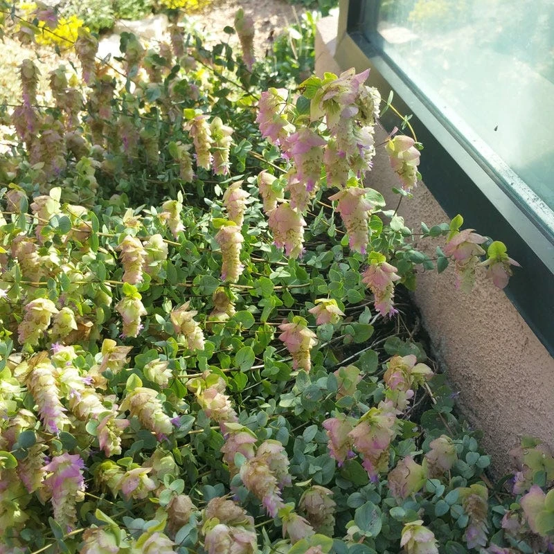 Cascading Hopflower Oregano 2 Cascading Hopflower Oregano - Image 2