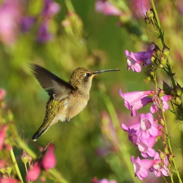 Sunset Crater Penstemon 1 Sunset Crater Penstemon