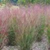 Shenandoah Switch Grass 6 Shenandoah Switch Grass -High Country Gardens Store panicum shenandoah hni cropped