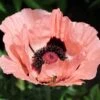 Princess Louise Oriental Poppy -High Country Gardens Store papaver orientale princess louise oriental poppy 2