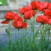 Beauty Of Livermere Oriental Poppy -High Country Gardens Store papaver beauty of livermere cropped 3