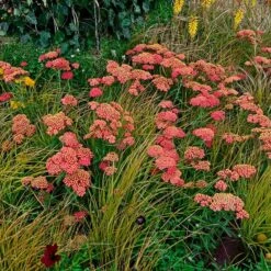 Paprika Yarrow -High Country Gardens Store paprika yarrow adobestock cropped3