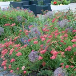 Paprika Yarrow -High Country Gardens Store paprika yarrow visi cropped4