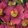 Pardon Me Reblooming Daylily -High Country Gardens Store pardon me daylily walters garden 2