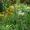 Partial Shade Wildflower Seed Mix -High Country Gardens Store partialshademix2 2