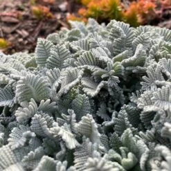 FireSmart Collection - Zone 1 -High Country Gardens Store partridge feather tanacetumdensumssp.amani