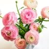 Pastel Ranunculus Mix -High Country Gardens Store pastel ranunculus mix vase pink peach white