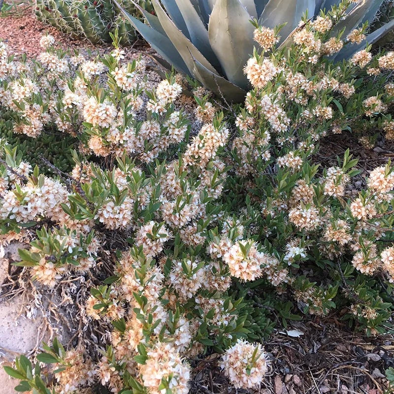 Pawnee Buttes® Sand Cherry (Prunus) 5 Pawnee Buttes® Sand Cherry (Prunus) - Image 5