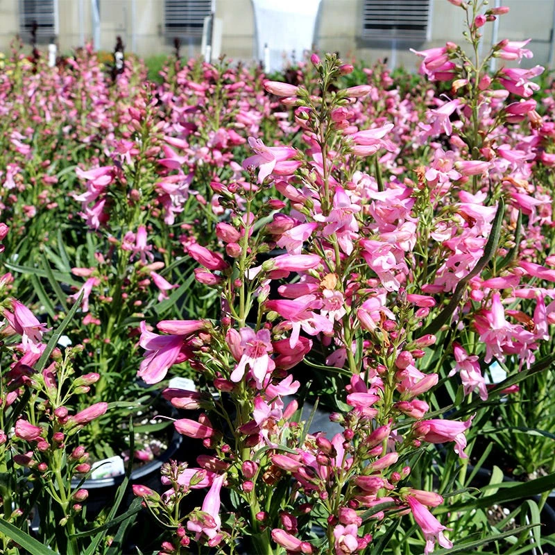 Pristine™ Pink Penstemon 2 Pristine™ Pink Penstemon - Image 2