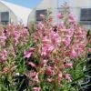 Pristine™ Pink Penstemon -High Country Gardens Store penstemon barbatus pristine pink flowers credit plant select