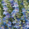 High Country Gardens Signature Collection 11 High Country Gardens Signature Collection -High Country Gardens Store penstemon blue lips flowers