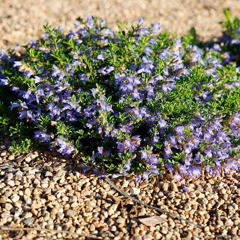 Waggon Wheel® Bluemat Penstemon 2 Waggon Wheel® Bluemat Penstemon - Image 2