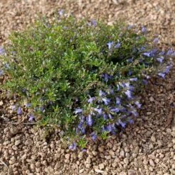 Waggon Wheel® Bluemat Penstemon 7 Waggon Wheel® Bluemat Penstemon -High Country Gardens Store penstemon caespitosus waggon wheel 4 credit plant select