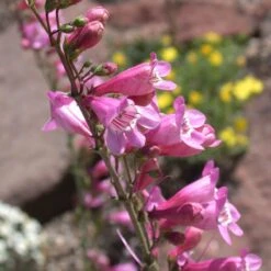 Sunset Crater Penstemon 8 Sunset Crater Penstemon -High Country Gardens Store penstemon clutei 2