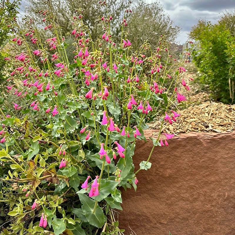 Sunset Crater Penstemon 2 Sunset Crater Penstemon - Image 2
