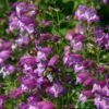 Pike's Peak Purple® Penstemon -High Country Gardens Store penstemon mexicali pikes peak flowers pollinator 2