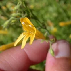 Yellow Pineleaf Penstemon -High Country Gardens Store penstemon pinifolius 3