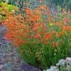 Luminous Pineleaf Penstemon -High Country Gardens Store penstemon pinnifolius luminous cc 1 2