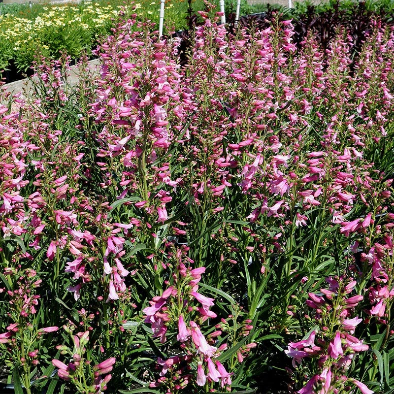 Pristine™ Pink Penstemon 3 Pristine™ Pink Penstemon - Image 3