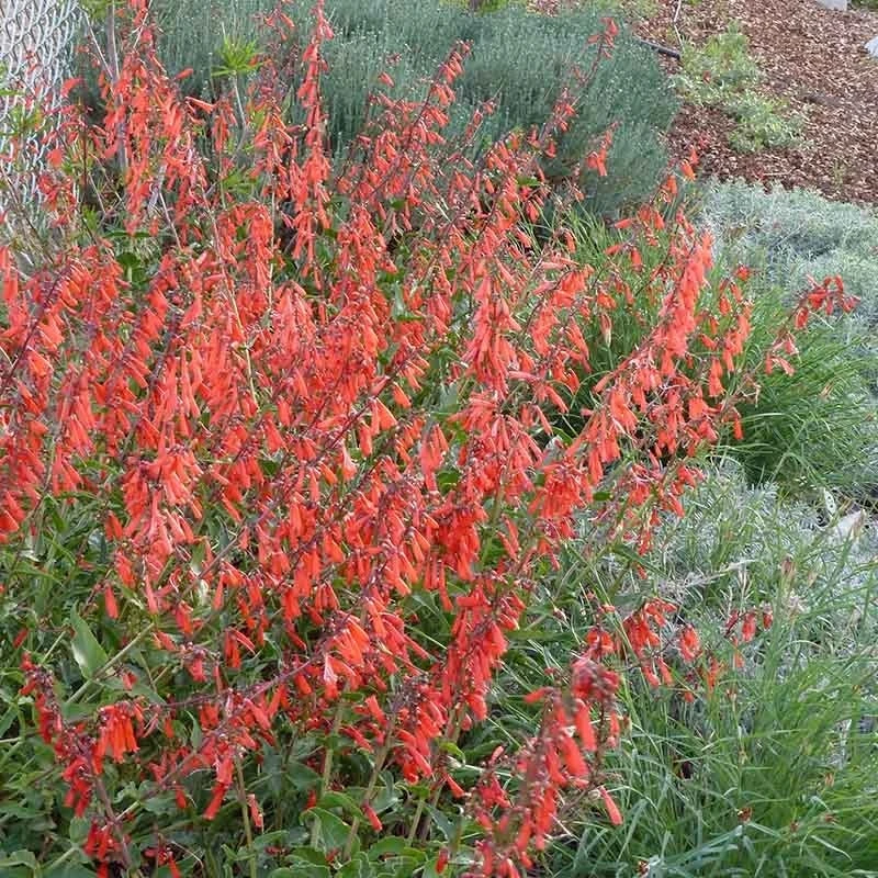 Firecracker Penstemon Richfield Strain 2 Firecracker Penstemon Richfield Strain - Image 2