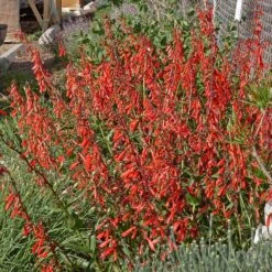 Hummingbird Attracting Collection For The West -High Country Gardens Store penstemon eatonii richfield ut in flwrcc