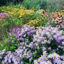 High Country Meadow Native Wildflower Seed Mix -High Country Gardens Store perennial garden hcg native mix