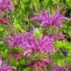 Peter's Purple Bee Balm -High Country Gardens Store peters puple beebalm 1