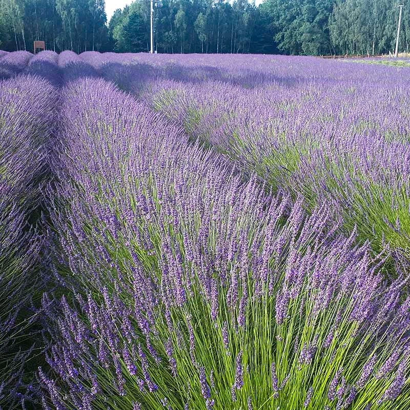 Phenomenal® Lavender 1 Phenomenal® Lavender