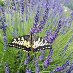 Phenomenal® Lavender 10 Phenomenal® Lavender -High Country Gardens Store phenomenal lav 3