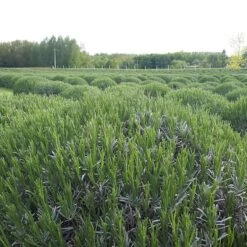 Phenomenal® Lavender 11 Phenomenal® Lavender -High Country Gardens Store phenomenal lav 4