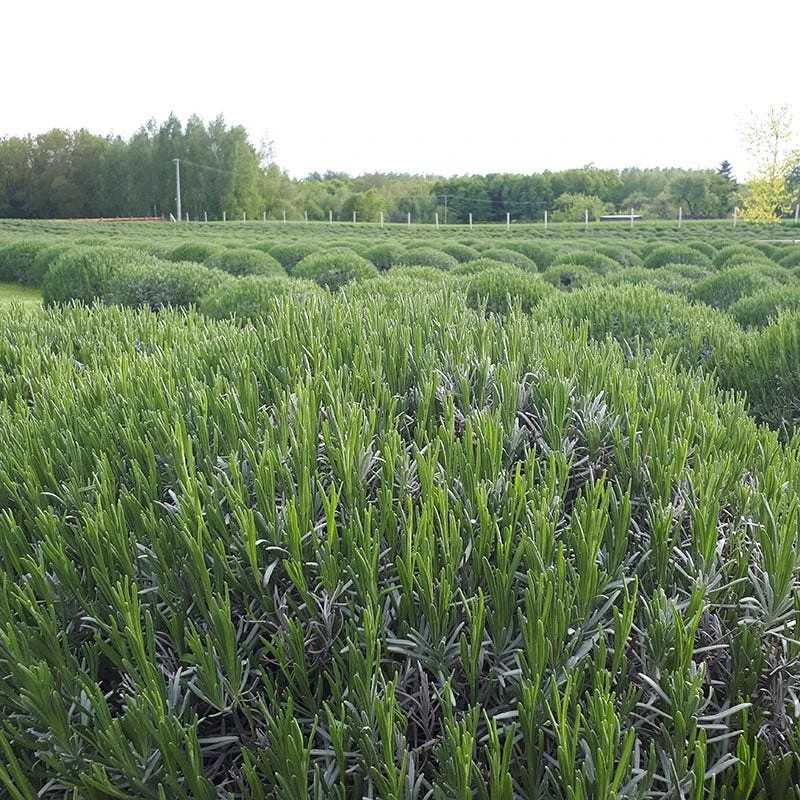 Phenomenal® Lavender 5 Phenomenal® Lavender - Image 5