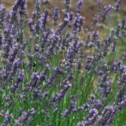 Phenomenal® Lavender 13 Phenomenal® Lavender -High Country Gardens Store phenomenal lavender close up flo