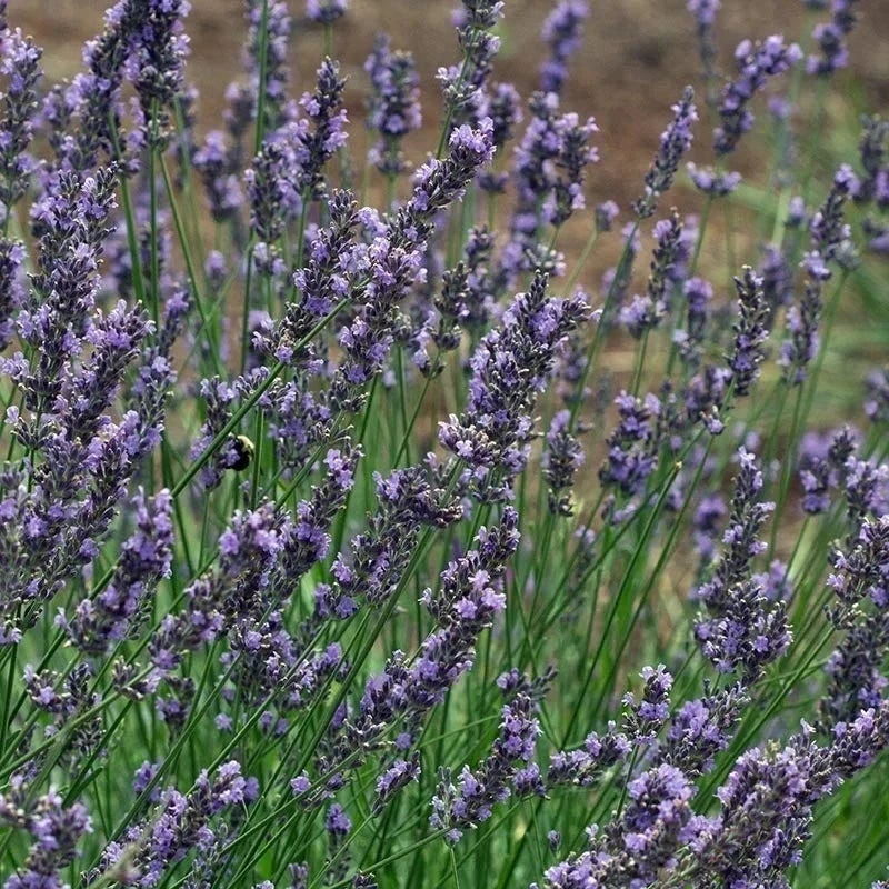 Phenomenal® Lavender 7 Phenomenal® Lavender - Image 7