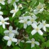 Desert Snow Mock Orange (Philadelphus) -High Country Gardens Store philadelphus microphyllus desert snow 5